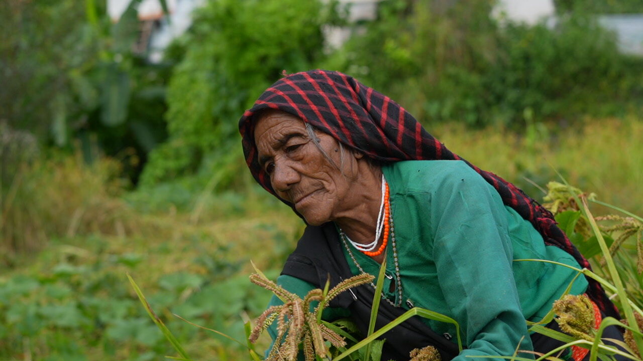 Close-up of a woman in a green top and checked headscarf harvesting millet in the field