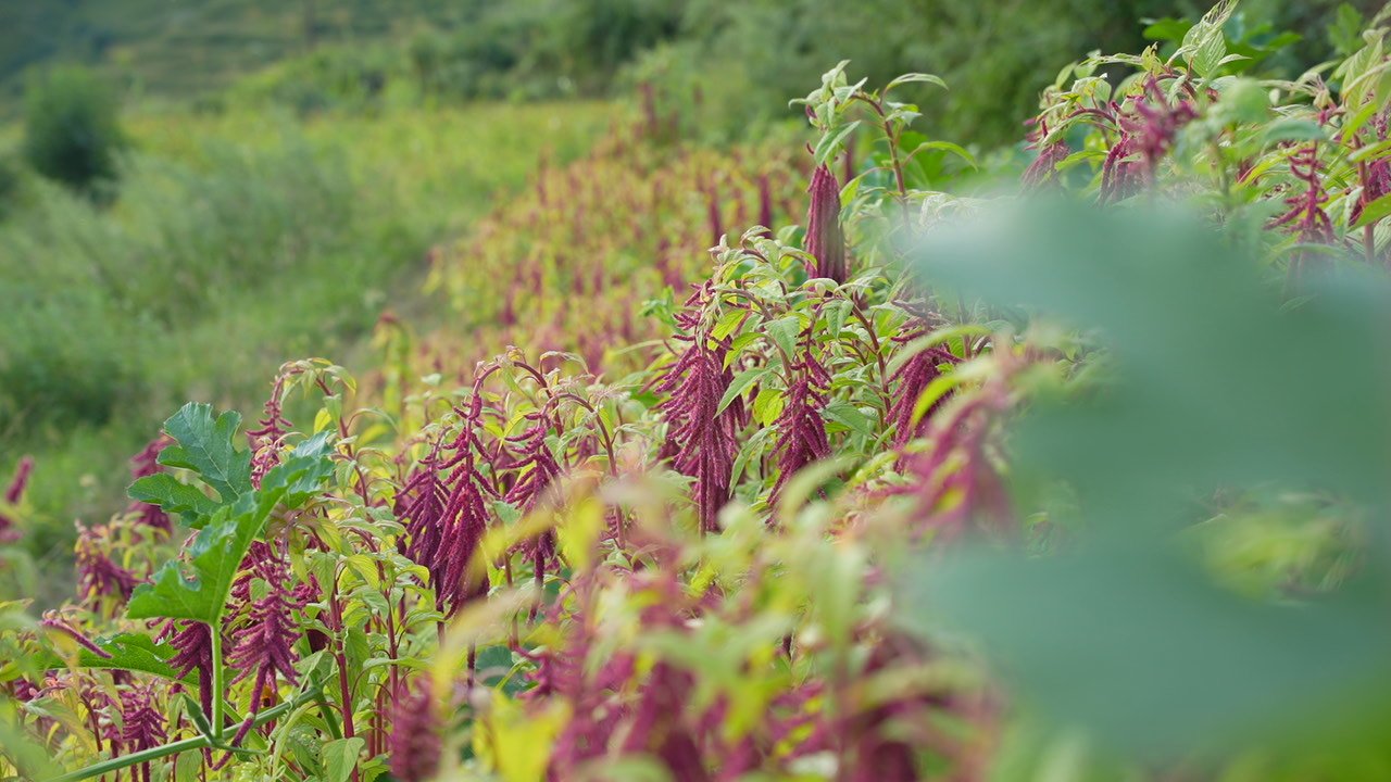 Rows of crimson amaranth flower heads on a green hillside, photographed at an angle with leaves in the foreground