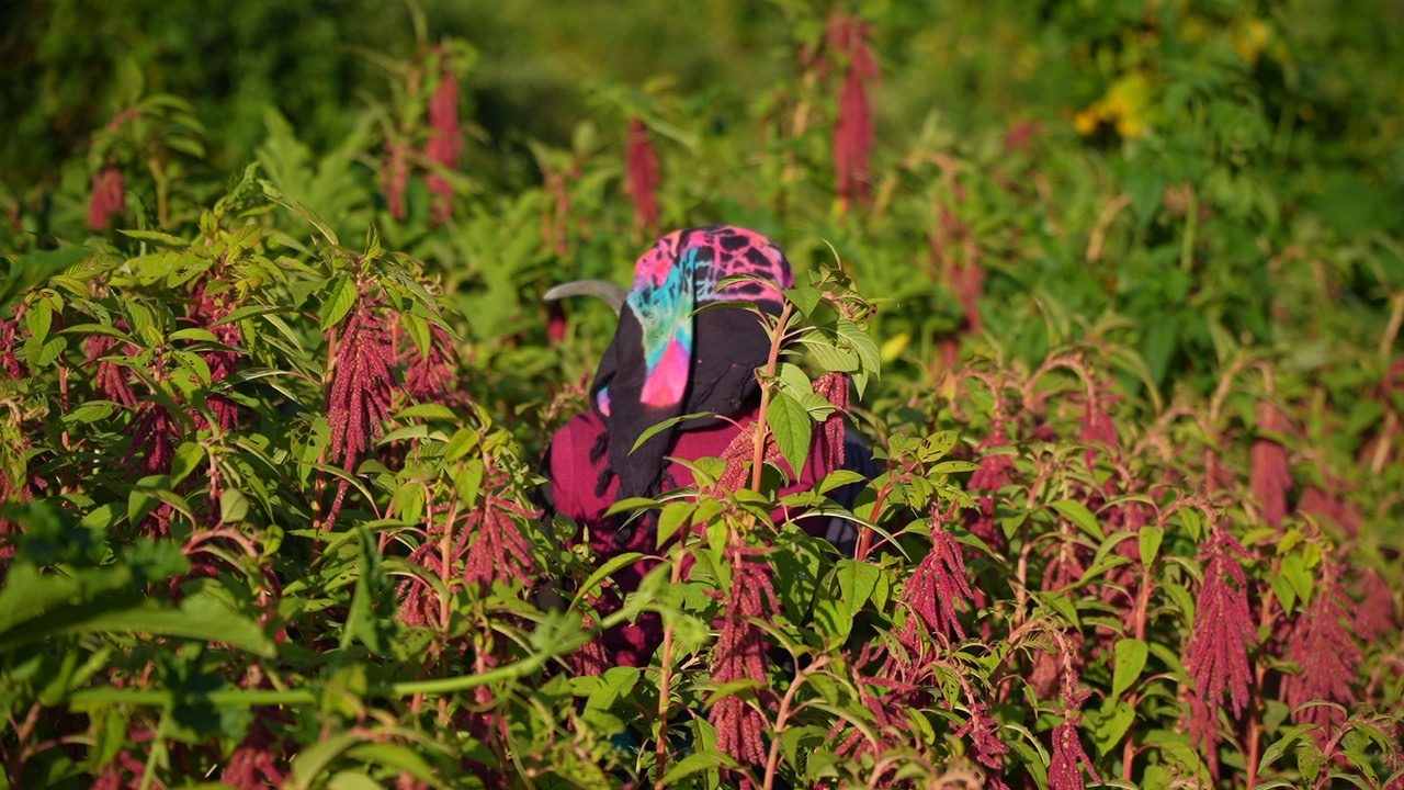 A person in a bright tie-dye headscarf and maroon top partly hidden among tall amaranth plants with red flower heads