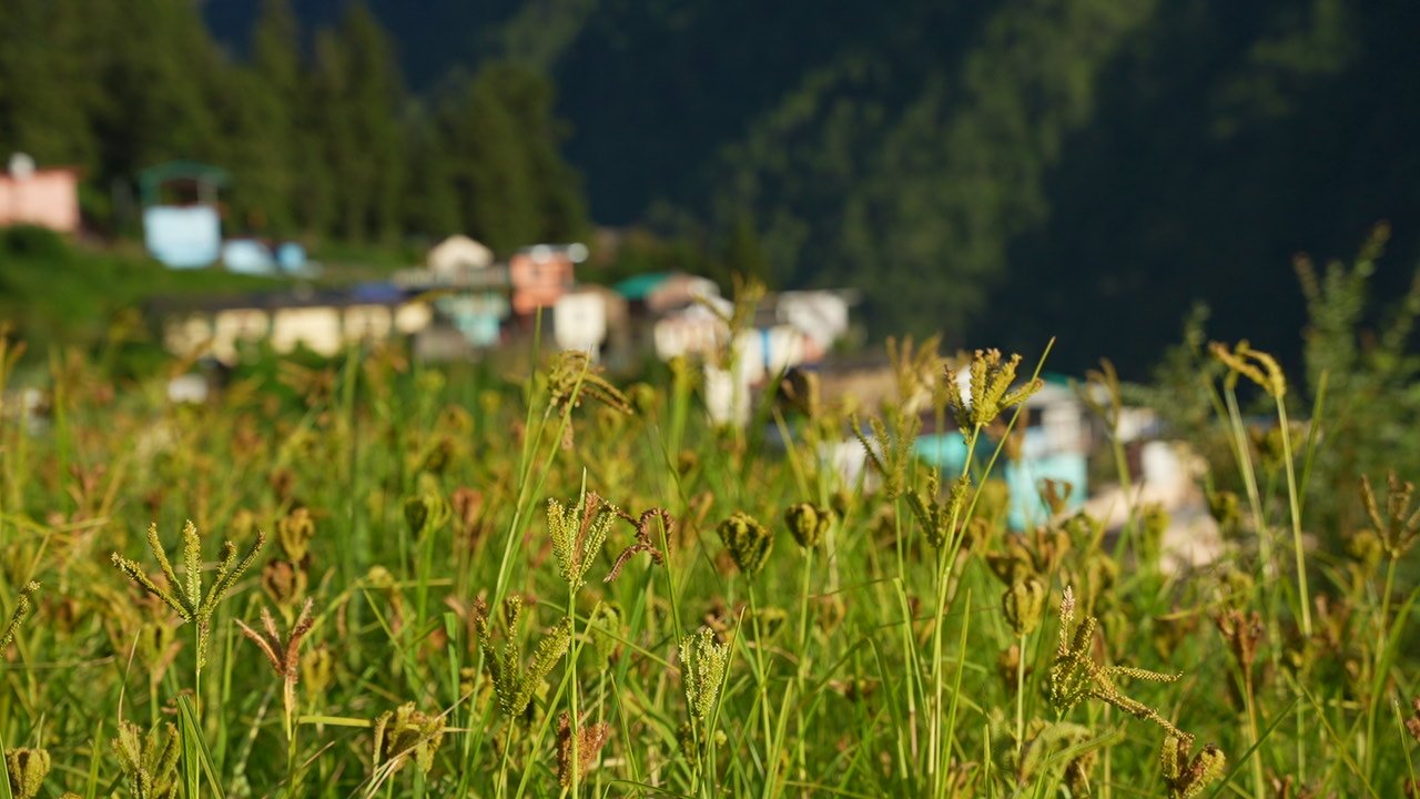 A grain crop with seed heads in the foreground and a blurred hillside village of small coloured houses behind it