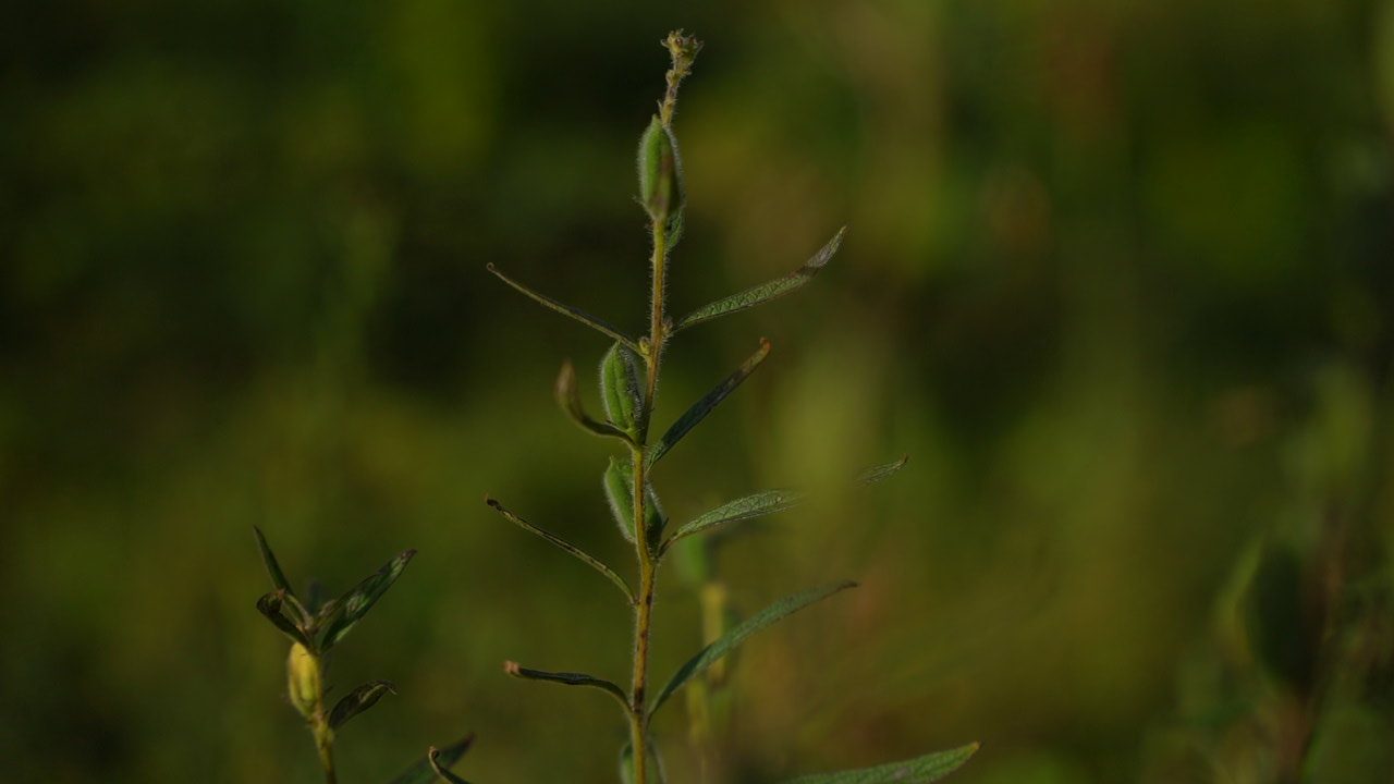 A slender green plant stem with small hairy pods and narrow leaves in soft evening light