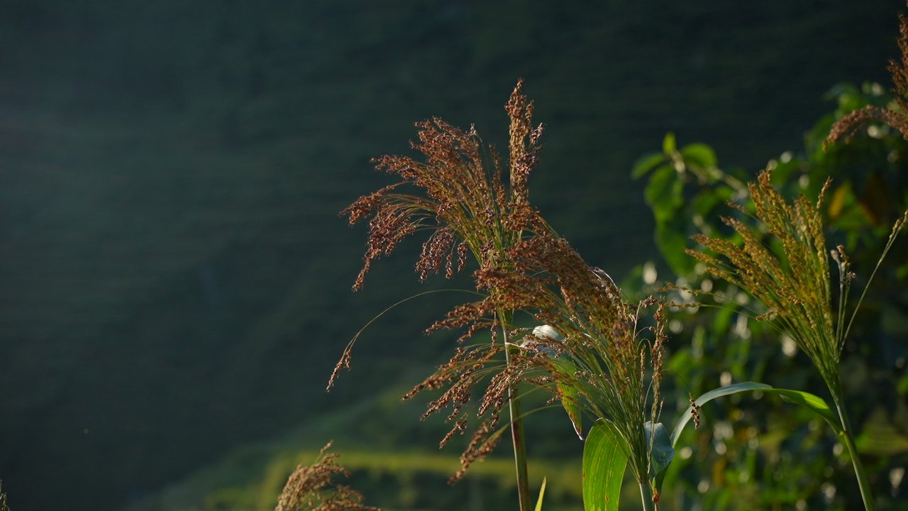 Reddish-brown millet seed heads lit by low evening sun against a dark green terraced hillside