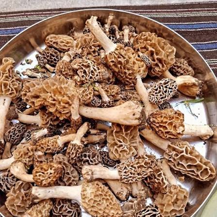 Himalayan Gucchi Morel: The Complete Scientific & Sourcing Guide for Buyers