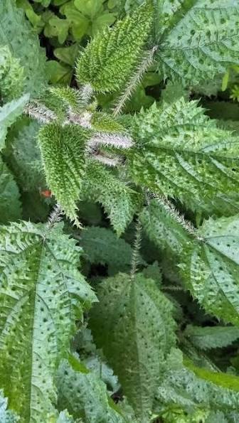 Himalayan Nettle Seed: The Emerging High-Protein Superfood - A Buyer's Guide