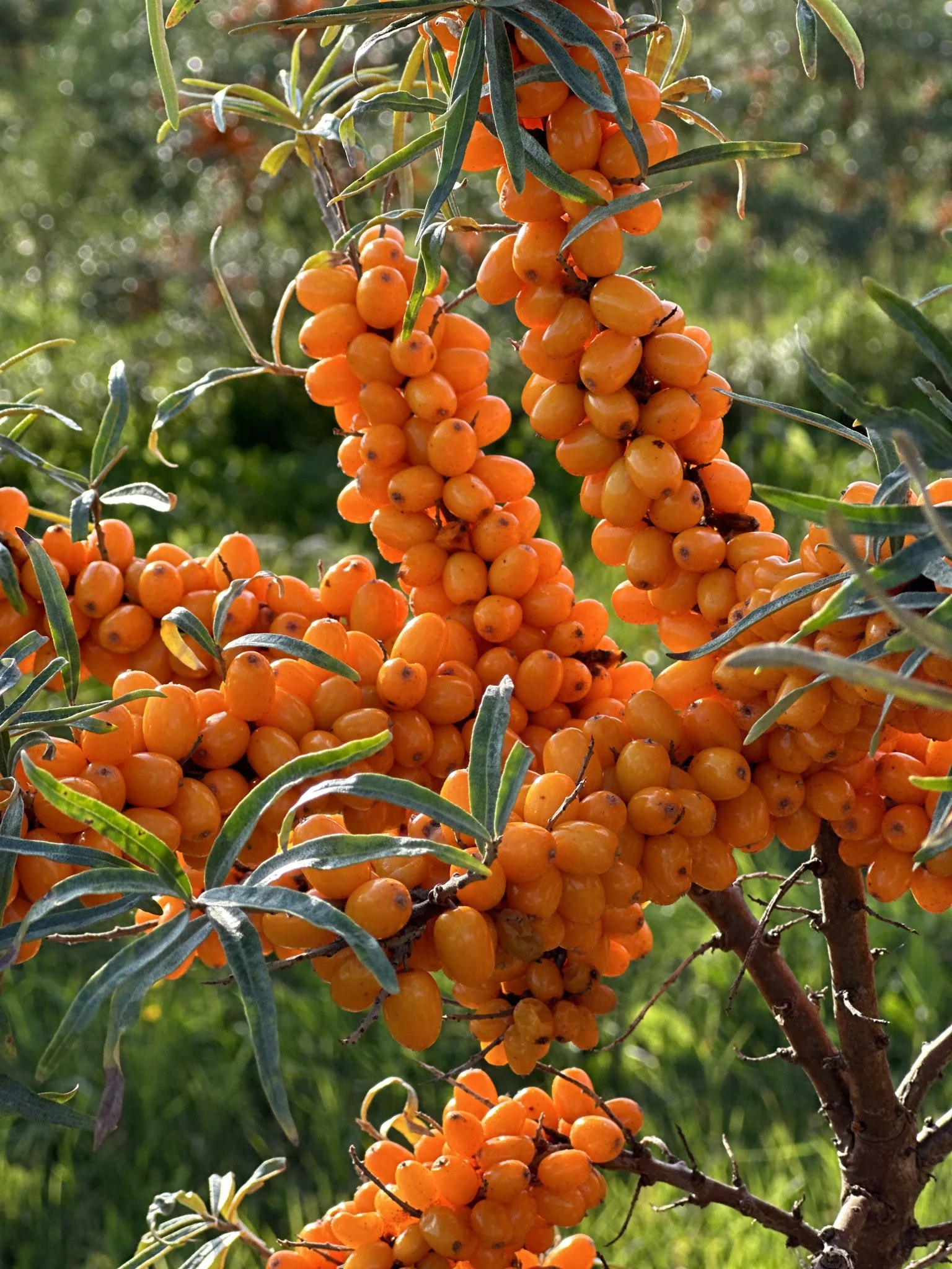 Himalayan Sea Buckthorn: The Complete Scientific & Sourcing Guide for Buyers