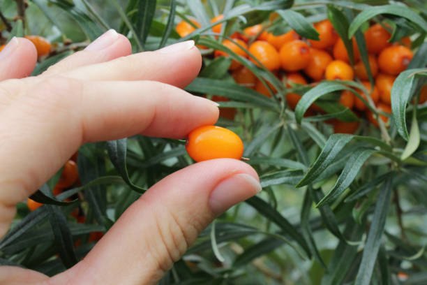 Choosing a Wholesale Himalayan Sea Buckthorn Supplier: What Actually Differs