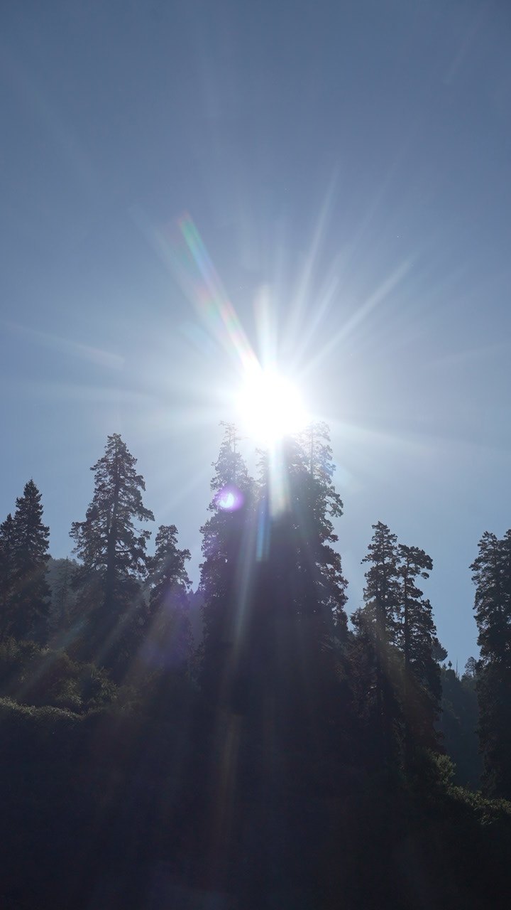 Sun flaring through the tops of tall conifer trees on a hillside, seen from below
