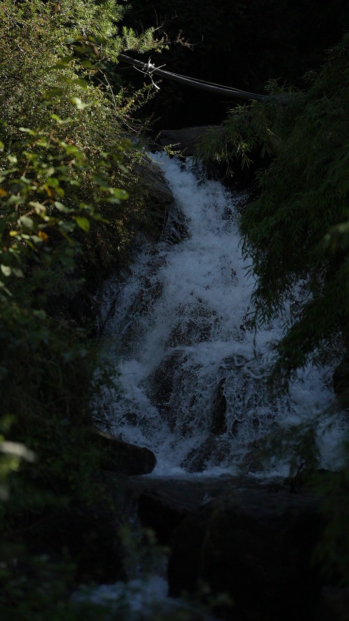 A small waterfall running down dark rocks between green bushes in shade