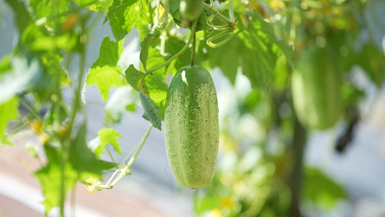 A pale green cucumber hanging from a vine among bright green leaves
